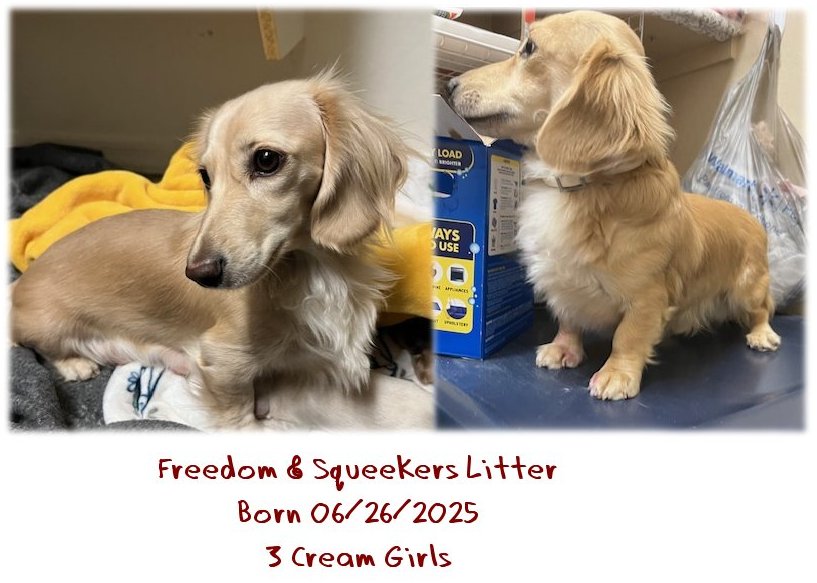 Freedom and Squeekers Litter