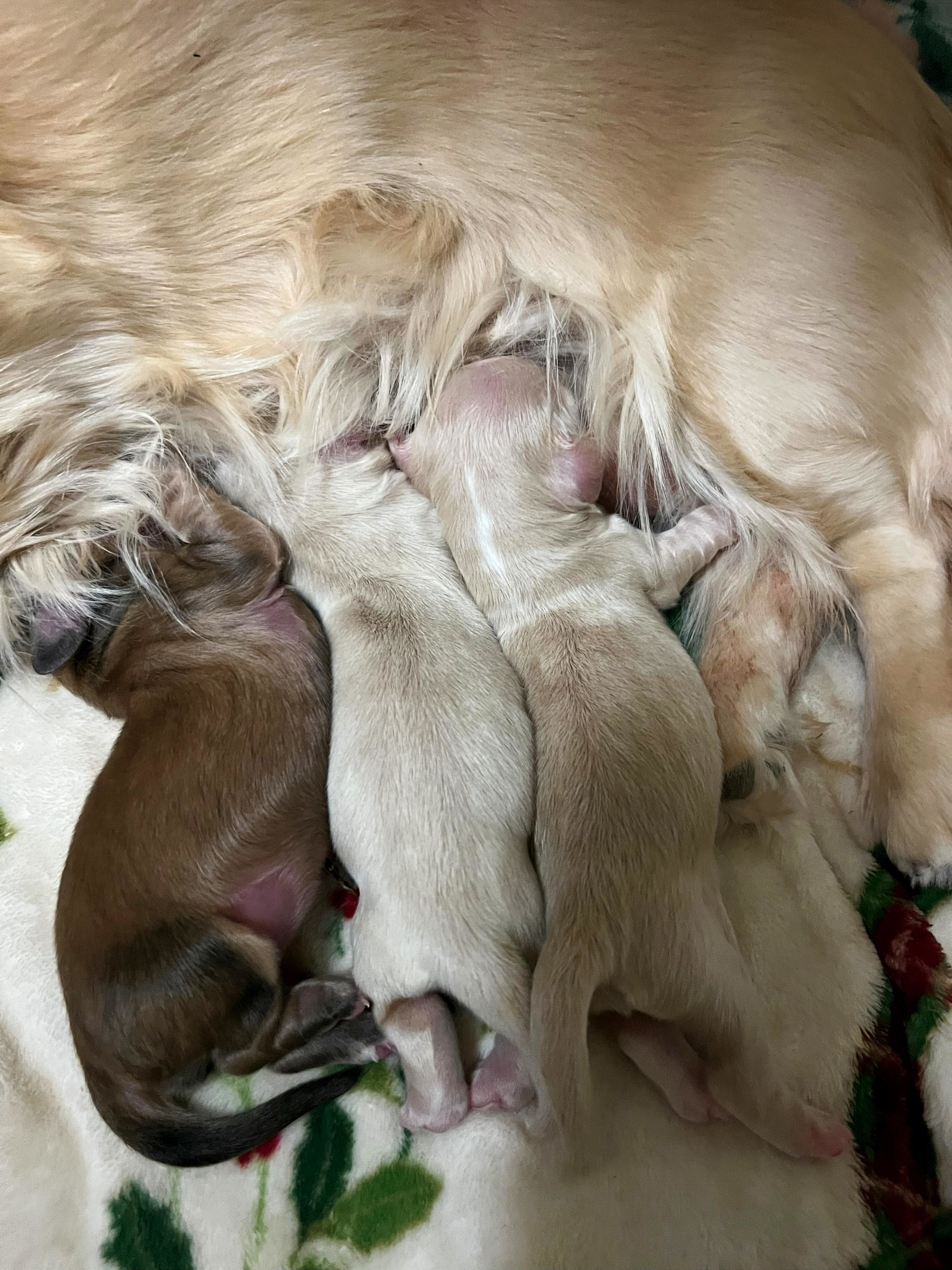 Three Pups