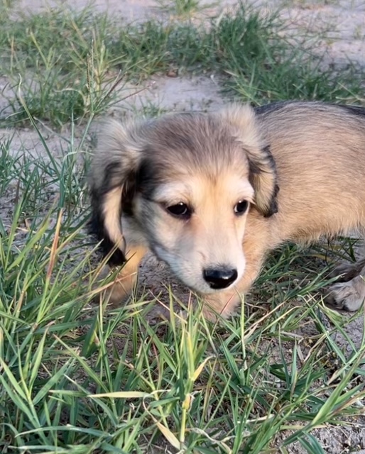 Biscuit