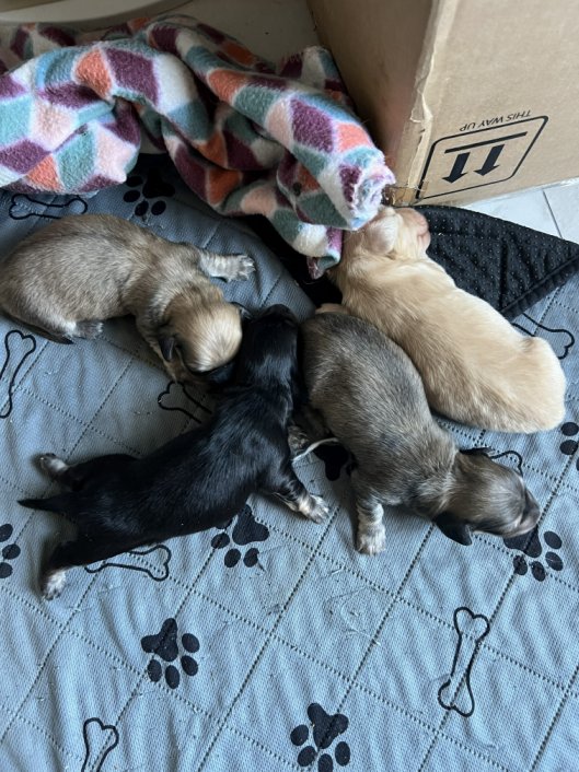 Missy and Squeekers litter